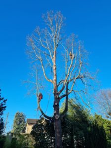 Élagage d'arbres