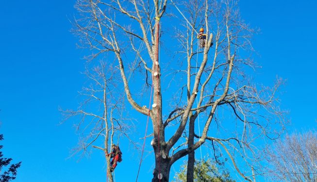 Élagage d'arbres