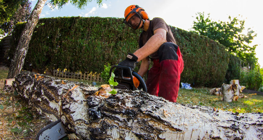 entreprise élagage d'arbres