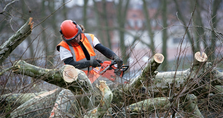 Quel est le meilleur moment pour tailler et élaguer les arbres ?