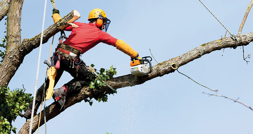 Alternatives à l’abattage d’un arbre