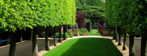 entreprise abattage d'arbres montgeron