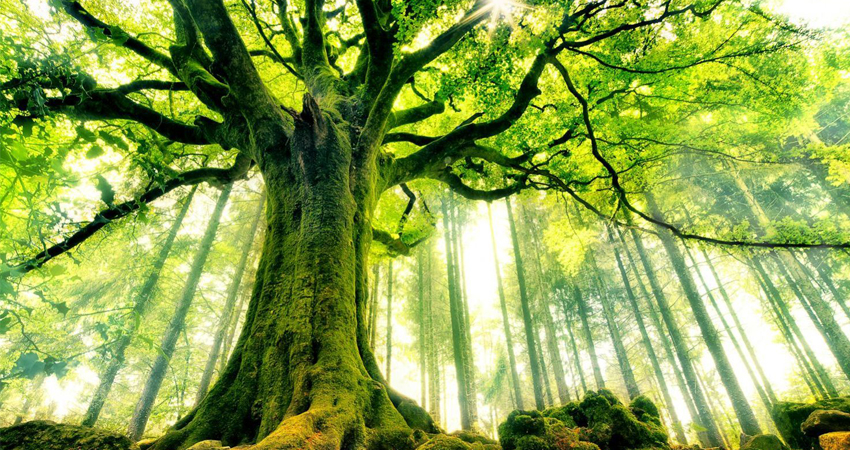 Déterminer l’état de santé de vos arbres