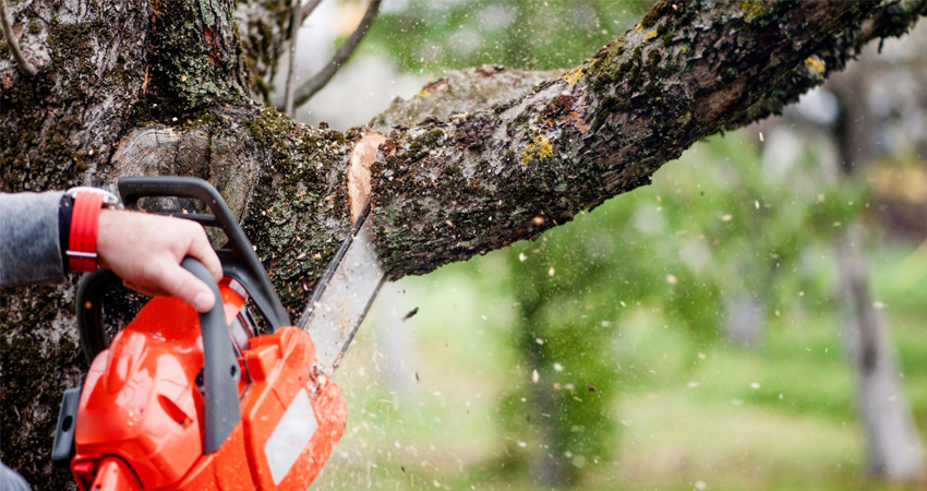 Quelques conseils pour réaliser un bon élagage de vos arbres