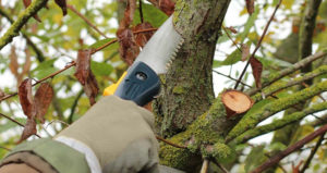 élagage taille arbres été