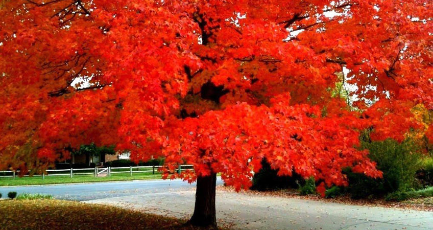 feuilles d'arbres en automne