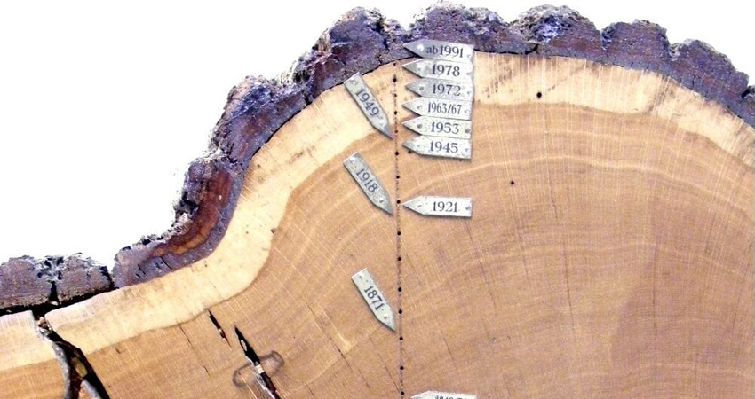 Dendrochronologie : l’art de lire l’âge des arbres