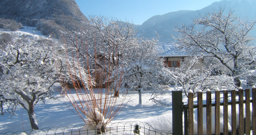 Checklist d’entretien : prendre soin de ses arbres en hiver