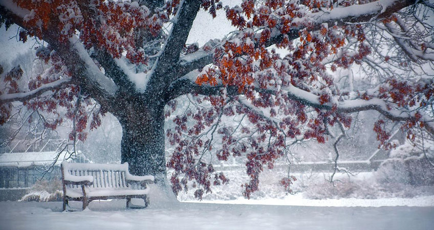 Comment prendre soin de vos arbres en hiver