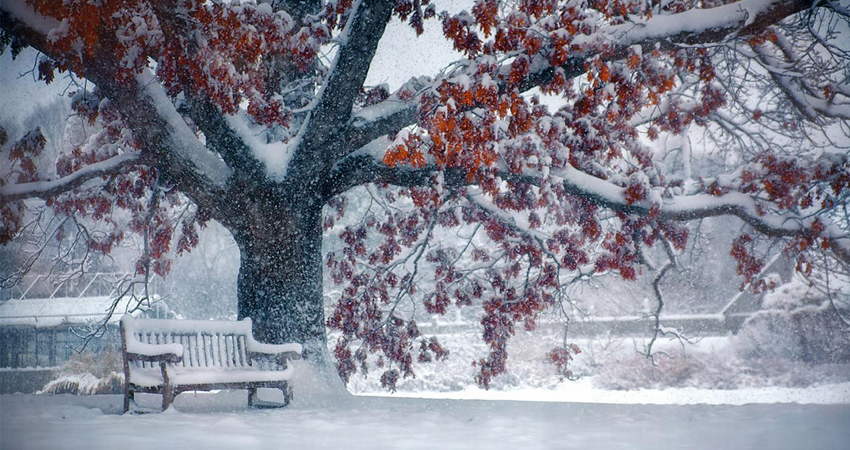 Un arbre peut-il mourir de froid en hiver ?