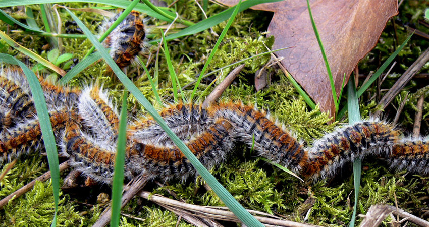 Comment se débarrasser de la chenille processionnaire ?