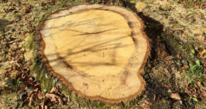 dessouchage d'arbres tarifs prix