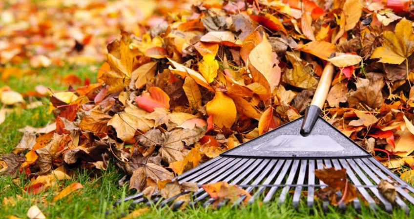 Gérer les feuilles mortes dans votre jardin cet automne
