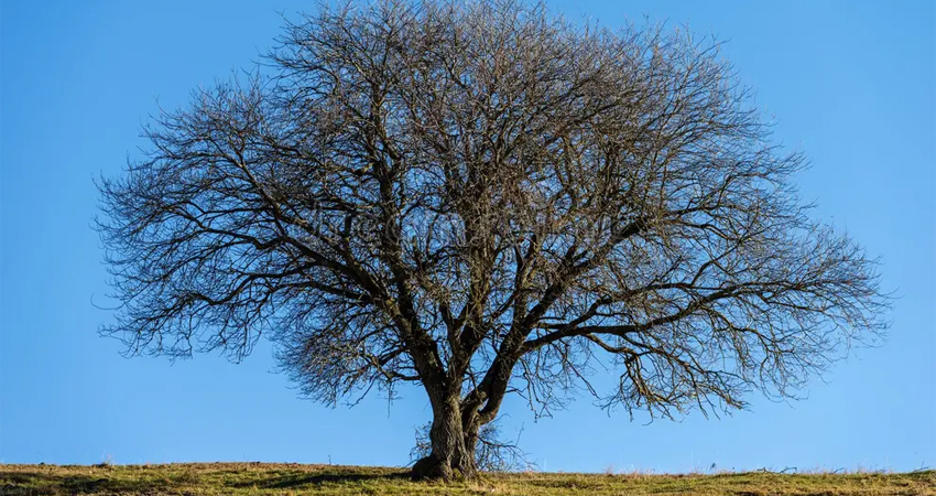 Pourquoi mon arbre ne fait pas pousser de feuilles au printemps ?