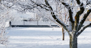 inspecter ses arbres en hiver