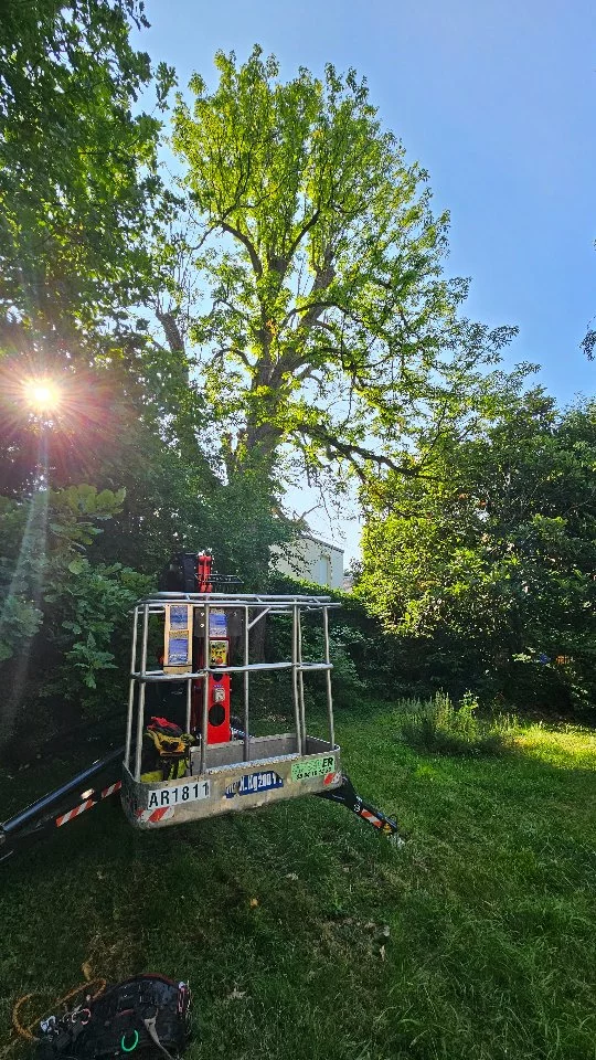 Work hard 🔥

#treeclimbing🌳 #treeclimberlife #arboriste #arboristegrimpeur #stihl #stihlpower #stihlchainsaw #petzl #teufelberger #microbull